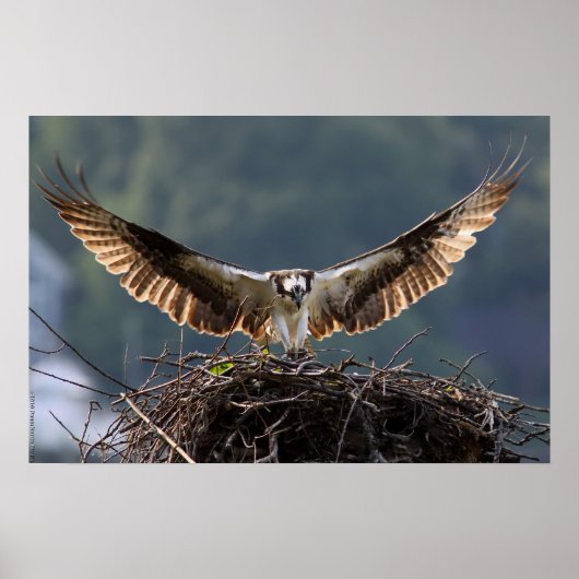 Poster Wingspan (Devant)