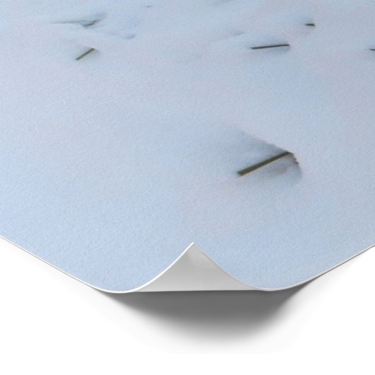 Poster Winter Fox (Coin)