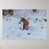 Poster Winter Fox (Devant)