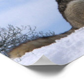 Poster Winter Grey Wolf Howling (Coin)