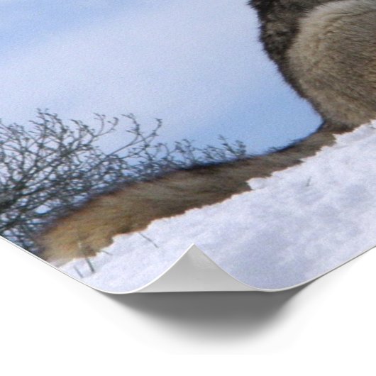 Poster Winter Grey Wolf Howling (Coin)