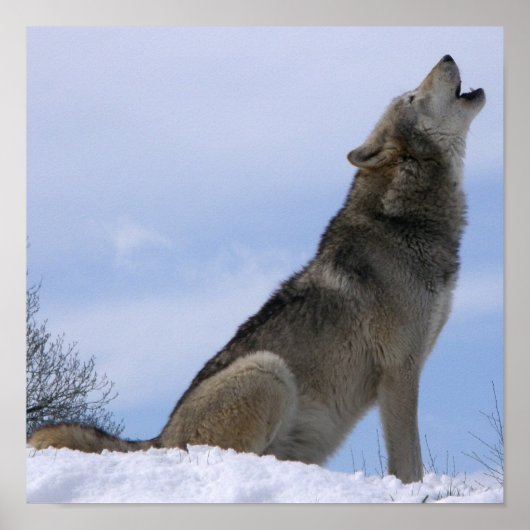 Poster Winter Grey Wolf Howling (Devant)