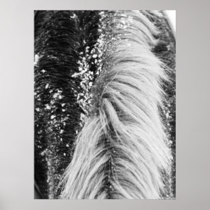 Poster Winter Horse Mane with Snow