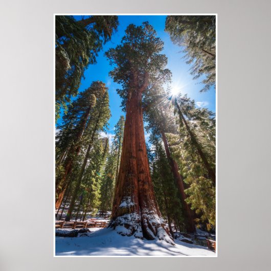 Poster Winter Light on the Giant General Sherman (Devant)