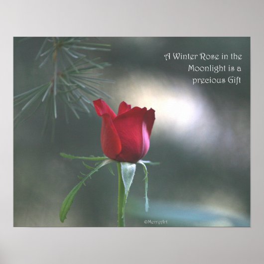 Poster WInter Moonlight Rose Poster: ROSE & PROSE 20x16 (Devant)