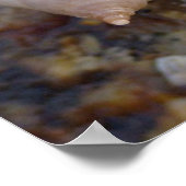 Poster Winterhaven Seasnails (Coin)