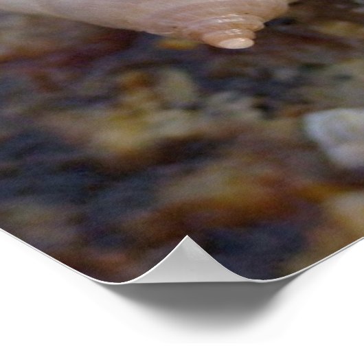 Poster Winterhaven Seasnails (Coin)