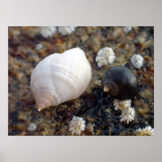 Poster Winterhaven Seasnails (Devant)