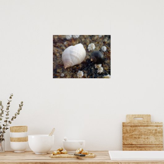 Poster Winterhaven Seasnails (Cuisine)