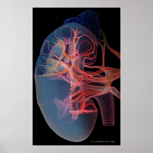 Poster Wireframe of the inside of a kidney (Devant)