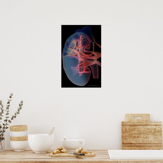 Poster Wireframe of the inside of a kidney (Cuisine)