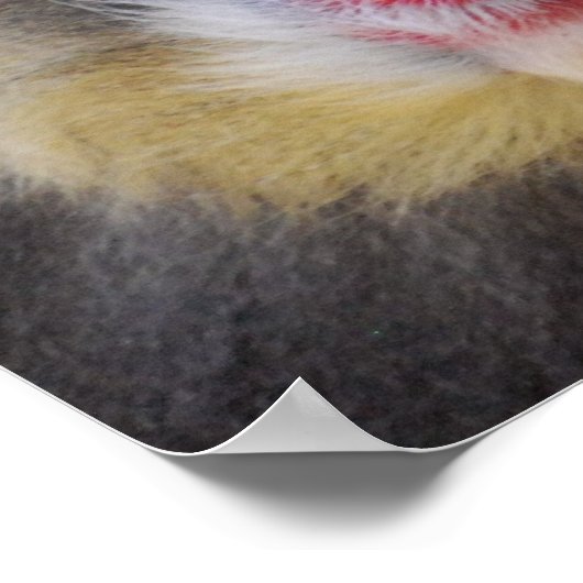 Poster Wise Mandrill Monkey (Coin)