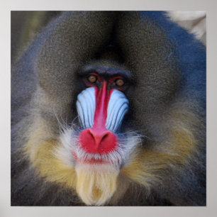 Poster Wise Mandrill Monkey