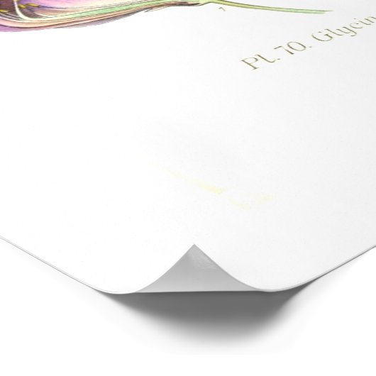 Poster Wisteria (Coin)