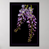 Poster Wisteria (Devant)