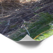 Poster Wisteria Bush jaune (Coin)