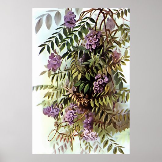 Poster Wisteria Frutescens peinture d'art botanique (Devant)