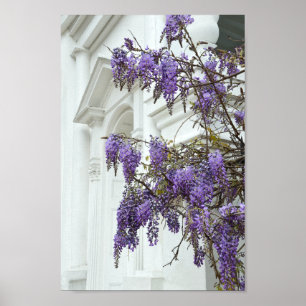 Poster Wisteria, Old Church, Charleston, Caroline du Sud