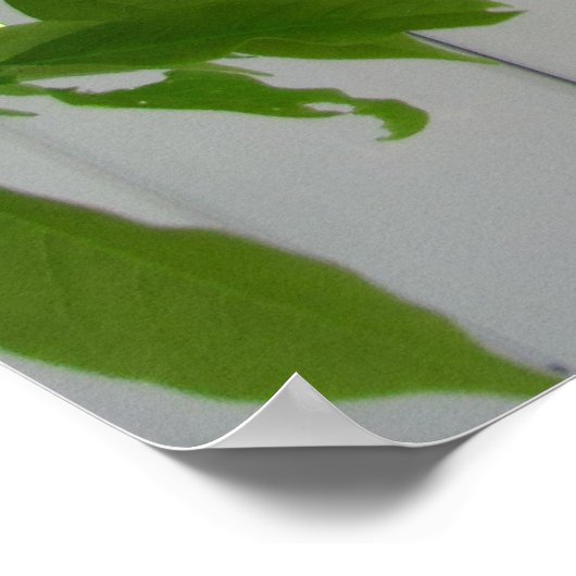 Poster Wisteria rose ~ imprimer (Coin)