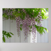 Poster Wisteria rose ~ imprimer (Devant)