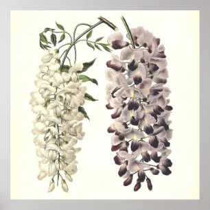 Poster Wisteria Sinensis Art Botanique Isolé Sur Blanc