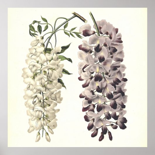 Poster Wisteria Sinensis Art Botanique Isolé Sur Blanc (Devant)