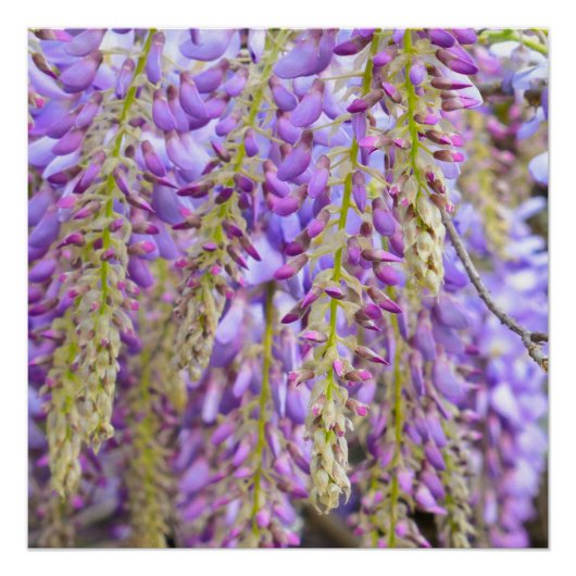 Poster Wisteria Violet Floral Blossom Tree Violet (Devant)