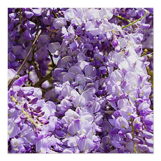 Poster Wisteria Violet Floral Blossom Tree Violet (Devant)