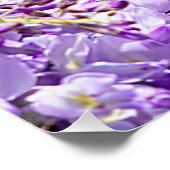 Poster Wisteria Violet Floral Blossom Tree Violet (Coin)