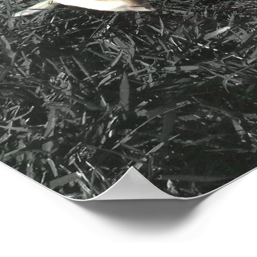 Poster Witte boxer (Hoek)