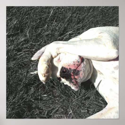 Poster Witte boxer (Voorkant)