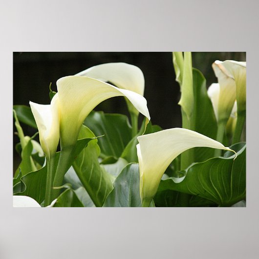 Poster, WITTE CALLA LILIES_ Horiz # 1 Poster (Voorkant)