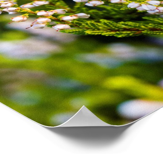 Poster witte heidebloem (Hoek)