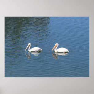 poster witte pelikanen