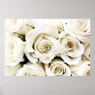 Poster witte rozen