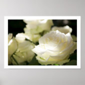 Poster witte rozen (Voorkant)