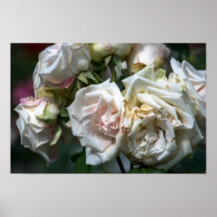 Poster Witte Rozen in Bloei Fotografie