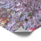 Poster Wobbegong (Coin)