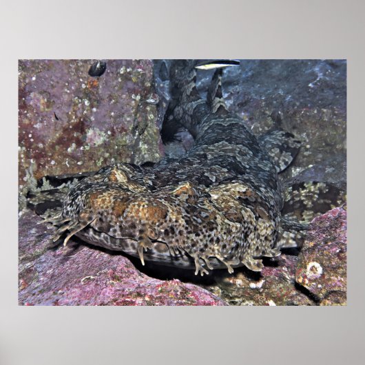 Poster Wobbegong (Devant)
