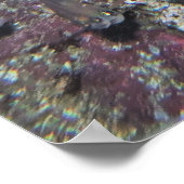 Poster Wobbegong et Sweeters (Coin)