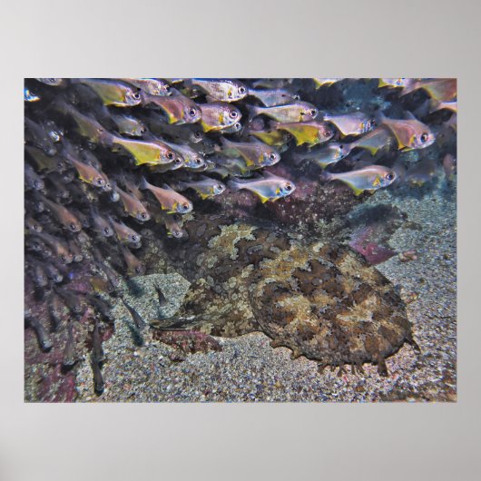 Poster Wobbegong et Sweeters (Devant)