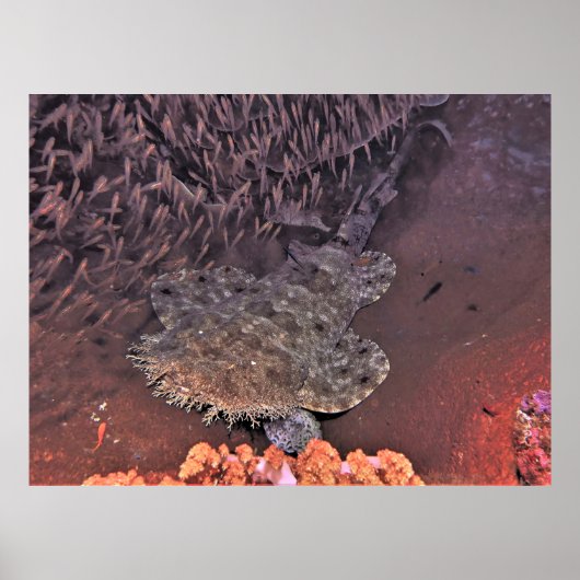 Poster Wobbegong in Raja Ampat (Devant)