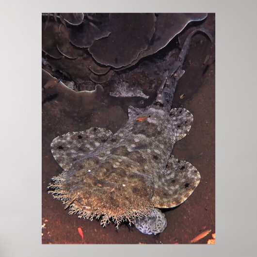 Poster Wobbegong Portrait (Devant)