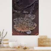 Poster Wobbegong Portrait (Cuisine)