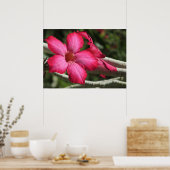 Poster woestijnRoos (Keuken)