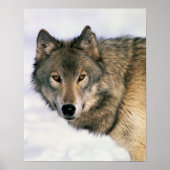 Poster Wolf (Devant)
