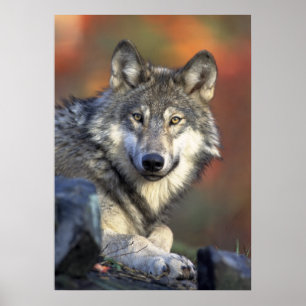 Poster Wolf