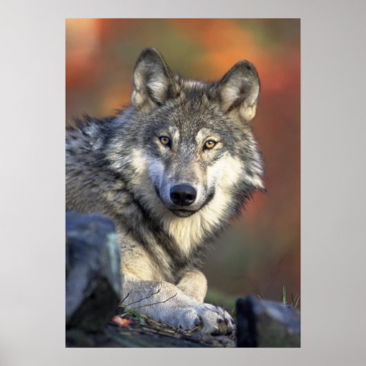 Poster Wolf (Devant)