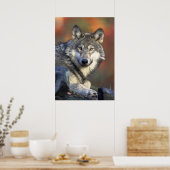 Poster Wolf (Cuisine)