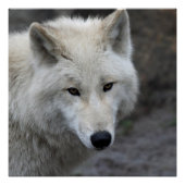 Poster Wolf_015 (Devant)